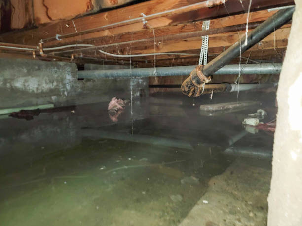 Best Water damage cleanup near me  in Scott City, MO